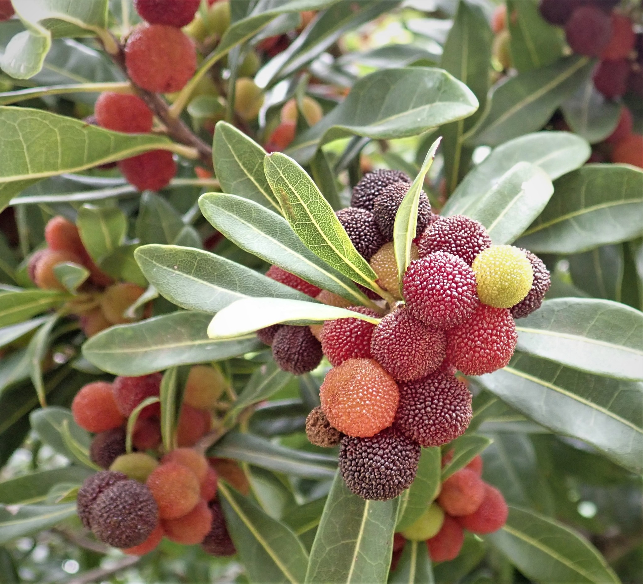 290．《ヤマモモ（山桃）》 | ニッセイ緑の財団ニュース